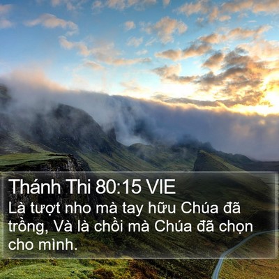 Thánh Thi 80:15 VIE Bible Verse Image