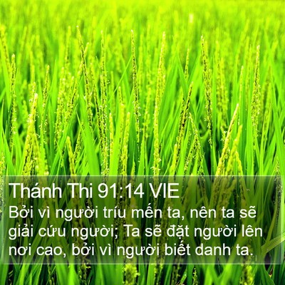 Thánh Thi 91:14 VIE Bible Verse Image