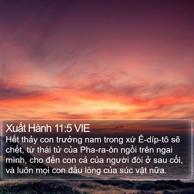 Xuất Hành 11:5 VIE Bible Verse Image