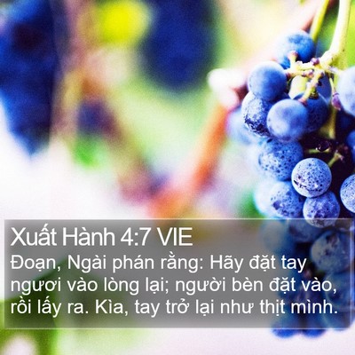 Xuất Hành 4:7 VIE Bible Verse Image