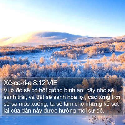 Xê-ca-ri-a 8:12 VIE Bible Verse Image