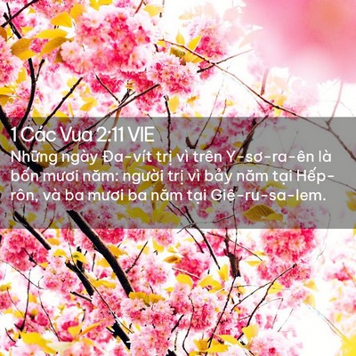 Picture 02 - 1 Các Vua 2:11 VIE - Những ngày Đa-vít trị vì trên - Bible Verse Picture