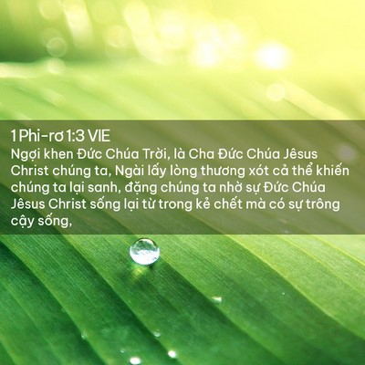 Picture 02 - 1 Phi-rơ 1:3 VIE - Ngợi khen Đức Chúa Trời, là Cha Đức - Bible Verse Picture