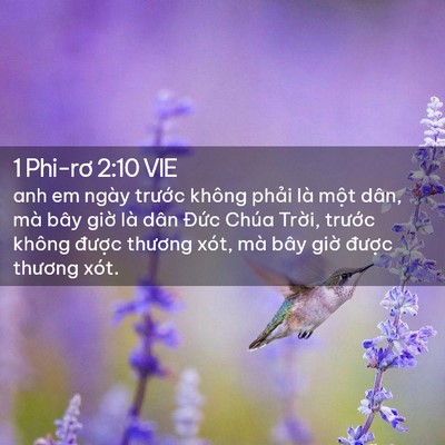Picture 02 - 1 Phi-rơ 2:10 VIE - anh em ngày trước không phải là một - Bible Verse Picture