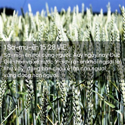 Picture 02 - 1 Sa-mu-ên 15:28 VIE - Sa-mu-ên nói cùng người: Aáy ngày nay - Bible Verse Picture