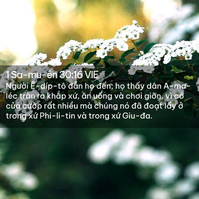 Picture 02 - 1 Sa-mu-ên 30:16 VIE - Người Ê-díp-tô dẫn họ đến; họ - Bible Verse Picture