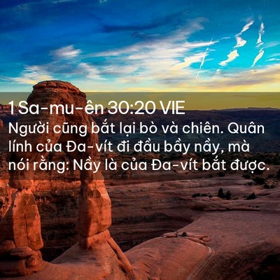 Picture 02 - 1 Sa-mu-ên 30:20 VIE - Người cũng bắt lại bò và chiên. Quân - Bible Verse Picture