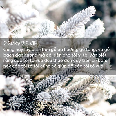 Picture 02 - 2 Sử Ký 2:8 VIE - Cũng hãy lấy ở Li-ban gỗ bá hương, - Bible Verse Picture