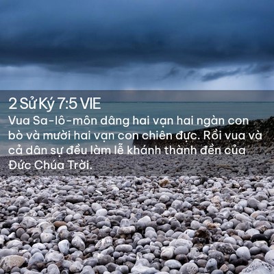 Picture 02 - 2 Sử Ký 7:5 VIE - Vua Sa-lô-môn dâng hai vạn hai ngàn con bò - Bible Verse Picture