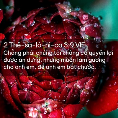 Picture 02 - 2 Thê-sa-lô-ni-ca 3:9 VIE - Chẳng phải chúng tôi không có quyền - Bible Verse Picture