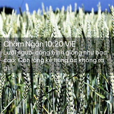 Picture 02 - Châm Ngôn 10:20 VIE - Lưỡi người công bình giống như bạc - Bible Verse Picture