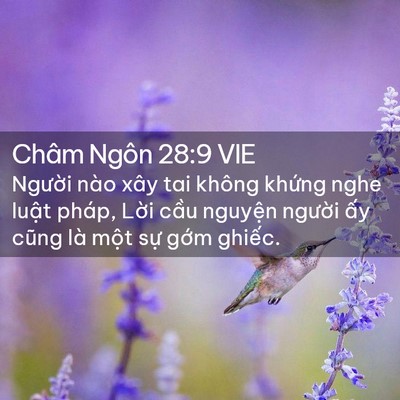 Picture 02 - Châm Ngôn 28:9 VIE - Người nào xây tai không khứng nghe luật - Bible Verse Picture