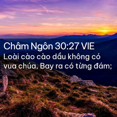 Picture 02 - Châm Ngôn 30:27 VIE - Loài cào cào dầu không có vua chúa, Bay - Bible Verse Picture