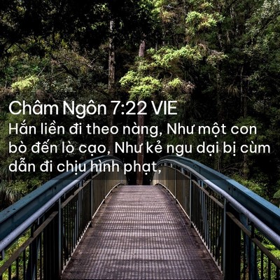 Picture 02 - Châm Ngôn 7:22 VIE - Hắn liền đi theo nàng, Như một con bò - Bible Verse Picture