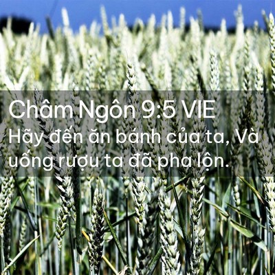 Picture 02 - Châm Ngôn 9:5 VIE - Hãy đến ăn bánh của ta, Và uống - Bible Verse Picture