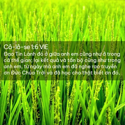 Picture 02 - Cô-lô-se 1:6 VIE - Đạo Tin Lành đó ở giữa anh em cũng - Bible Verse Picture