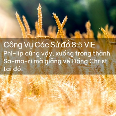 Picture 02 - Công Vụ Các Sứ đồ 8:5 VIE - Phi-líp cũng vậy, xuống trong thành - Bible Verse Picture