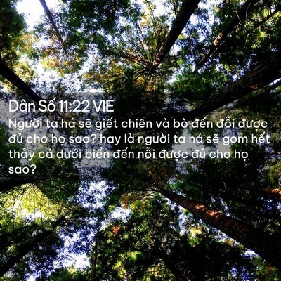 Picture 02 - Dân Số 11:22 VIE - Người ta há sẽ giết chiên và bò đến - Bible Verse Picture