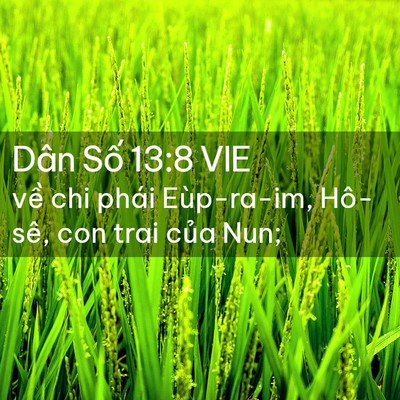 Picture 02 - Dân Số 13:8 VIE - về chi phái Eùp-ra-im, Hô-sê, con trai - Bible Verse Picture