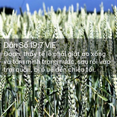 Picture 02 - Dân Số 19:7 VIE - Đoạn, thầy tế lễ phải giặt áo - Bible Verse Picture