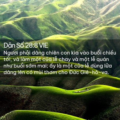 Picture 02 - Dân Số 28:8 VIE - Ngươi phải dâng chiên con kia vào buổi - Bible Verse Picture