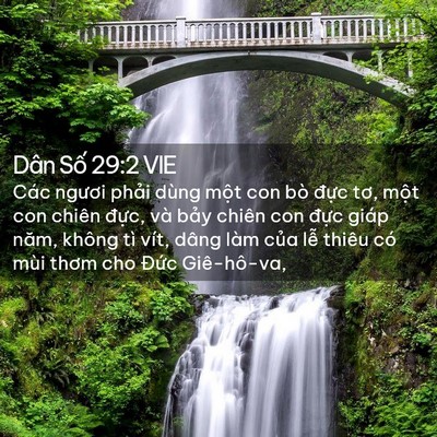 Picture 02 - Dân Số 29:2 VIE - Các ngươi phải dùng một con bò đực - Bible Verse Picture