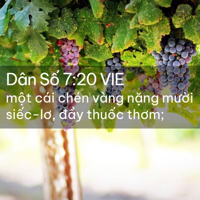 Picture 02 - Dân Số 7:20 VIE - một cái chén vàng nặng mười siếc-lơ, - Bible Verse Picture