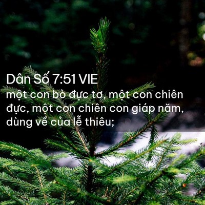 Picture 02 - Dân Số 7:51 VIE - một con bò đực tơ, một con chiên - Bible Verse Picture