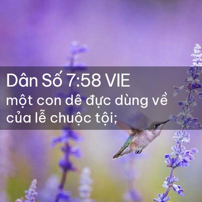Picture 02 - Dân Số 7:58 VIE - một con dê đực dùng về của lễ - Bible Verse Picture