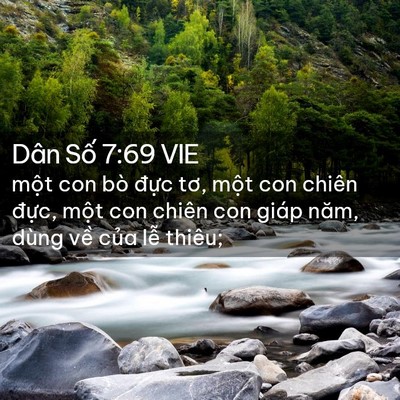 Picture 02 - Dân Số 7:69 VIE - một con bò đực tơ, một con chiên - Bible Verse Picture