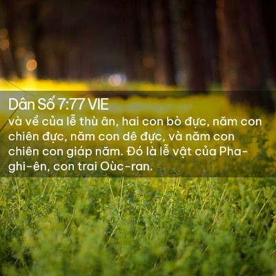 Picture 02 - Dân Số 7:77 VIE - và về của lễ thù ân, hai con bò đực, - Bible Verse Picture