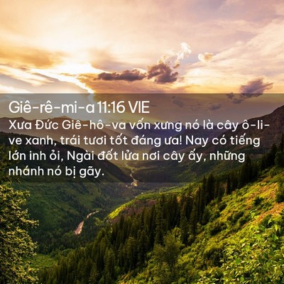 Picture 02 - Giê-rê-mi-a 11:16 VIE - Xưa Đức Giê-hô-va vốn xưng nó là cây - Bible Verse Picture