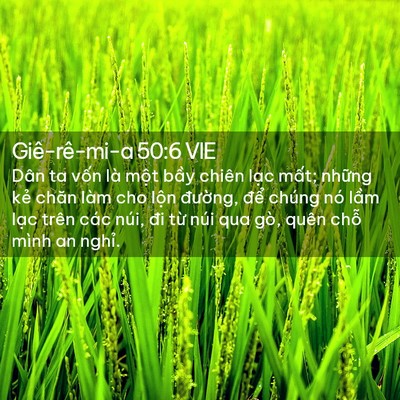 Picture 02 - Giê-rê-mi-a 50:6 VIE - Dân ta vốn là một bầy chiên lạc mất; - Bible Verse Picture
