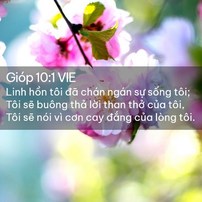 Picture 02 - Gióp 10:1 VIE - Linh hồn tôi đã chán ngán sự sống - Bible Verse Picture