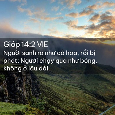 Picture 02 - Gióp 14:2 VIE - Người sanh ra như cỏ hoa, rồi bị phát; - Bible Verse Picture