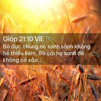 Picture 02 - Gióp 21:10 VIE - Bò đực chúng nó sanh sảnh không hề - Bible Verse Picture