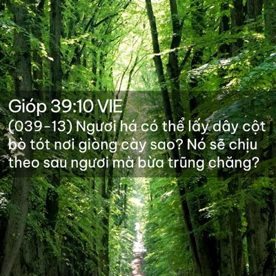 Picture 02 - Gióp 39:10 VIE - (039-13) Ngươi há có thể lấy dây cột - Bible Verse Picture