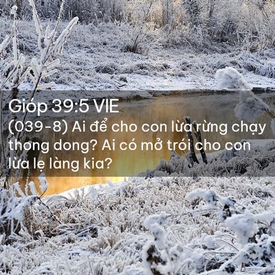 Picture 02 - Gióp 39:5 VIE - (039-8) Ai để cho con lừa rừng chạy - Bible Verse Picture