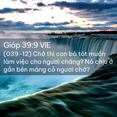 Picture 02 - Gióp 39:9 VIE - (039-12) Chớ thì con bò tót muốn làm - Bible Verse Picture