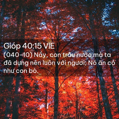 Picture 02 - Gióp 40:15 VIE - (040-10) Nầy, con trâu nước mà ta đã - Bible Verse Picture