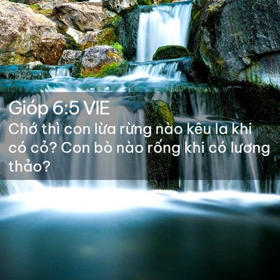 Picture 02 - Gióp 6:5 VIE - Chớ thì con lừa rừng nào kêu la khi có - Bible Verse Picture
