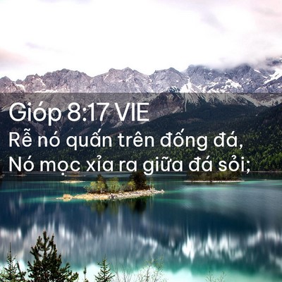 Picture 02 - Gióp 8:17 VIE - Rễ nó quấn trên đống đá, Nó mọc - Bible Verse Picture