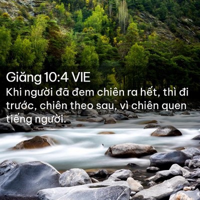 Picture 02 - Giăng 10:4 VIE - Khi người đã đem chiên ra hết, thì đi - Bible Verse Picture