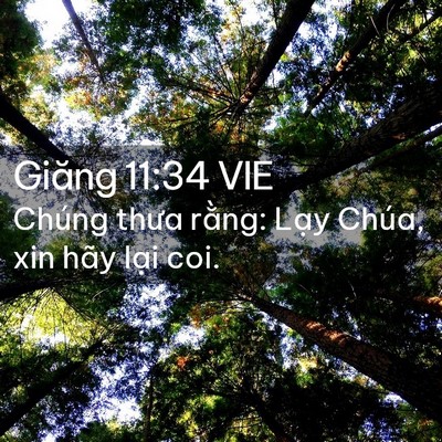 Picture 02 - Giăng 11:34 VIE - Chúng thưa rằng: Lạy Chúa, xin hãy lại - Bible Verse Picture