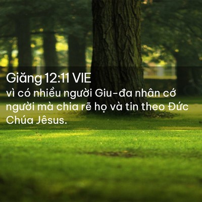 Picture 02 - Giăng 12:11 VIE - vì có nhiều người Giu-đa nhân cớ - Bible Verse Picture