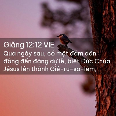 Picture 02 - Giăng 12:12 VIE - Qua ngày sau, có một đám dân đông đến - Bible Verse Picture