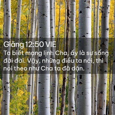 Picture 02 - Giăng 12:50 VIE - Ta biết mạng lịnh Cha, ấy là sự sống - Bible Verse Picture