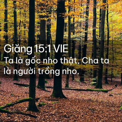 Picture 02 - Giăng 15:1 VIE - Ta là gốc nho thật, Cha ta là người - Bible Verse Picture