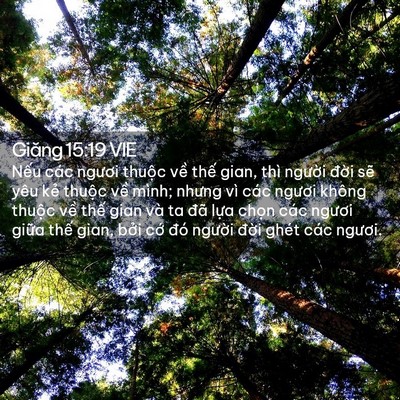 Picture 02 - Giăng 15:19 VIE - Nếu các ngươi thuộc về thế gian, thì - Bible Verse Picture