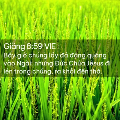 Picture 02 - Giăng 8:59 VIE - Bấy giờ chúng lấy đá đặng quăng vào - Bible Verse Picture